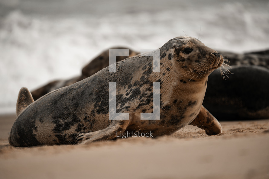 Young grey seal pup on a beach