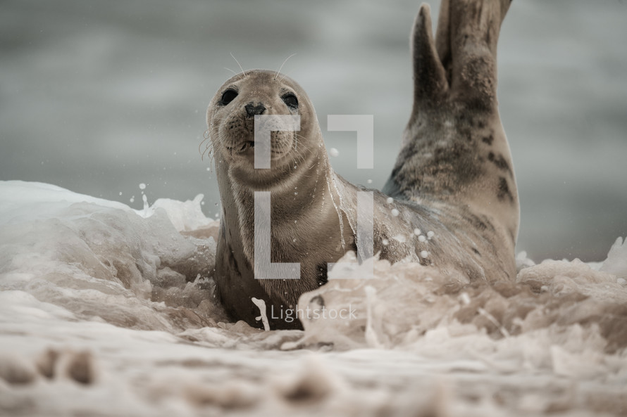 Young grey seal pup on a beach