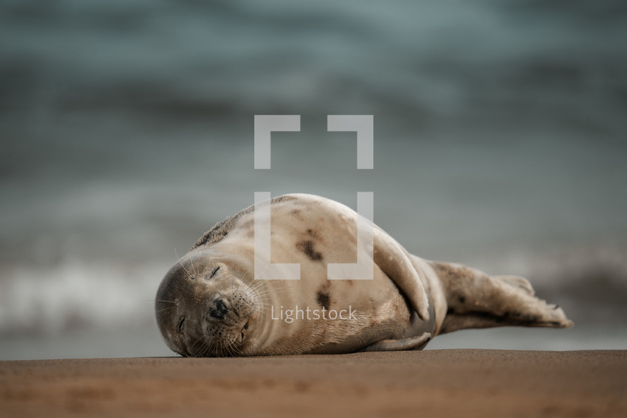 Young grey seal pup on a beach