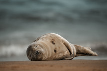 Young grey seal pup on a beach