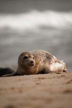 Young grey seal pup on a beach