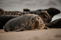 Young grey seal pup on a beach