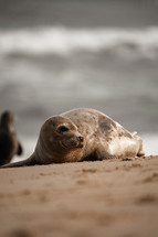 Young grey seal pup on a beach