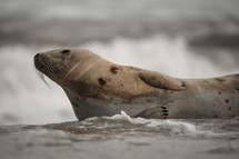 Young grey seal pup on a beach