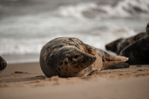 Young grey seal pup on a beach