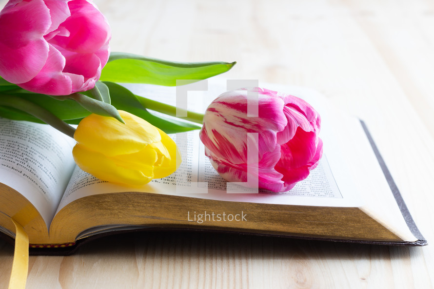 Bible with pink and yellow tulips on a wood background 