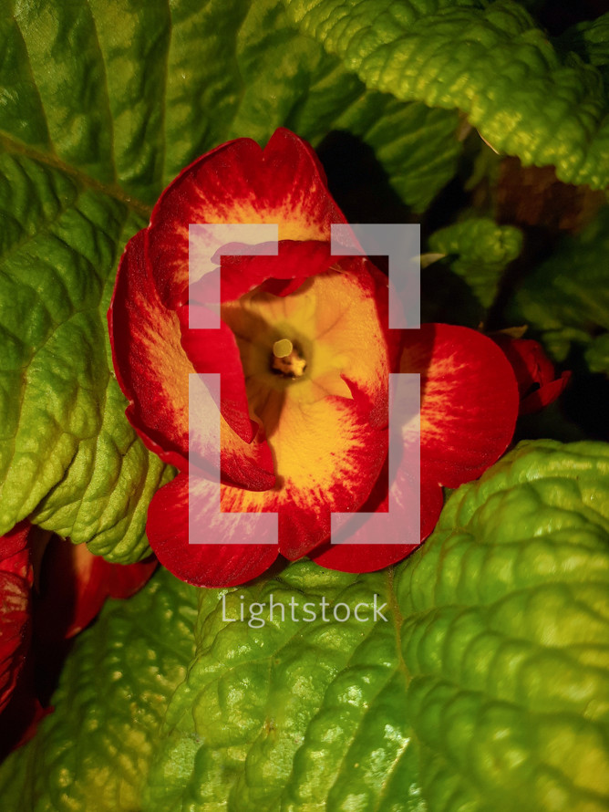 Red and Yellow Primrose Flower in the Dark