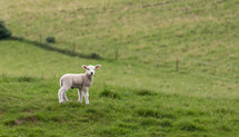 a Lamb in a Field