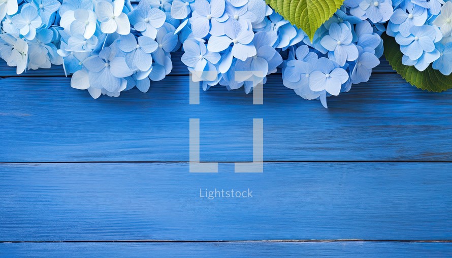 Blue hydrangea flowers on blue wooden background, copy space