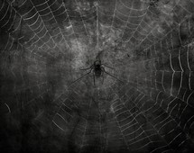 spider on a spider web, 3d render, black and white