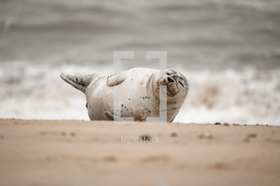 Young grey seal pup on a beach