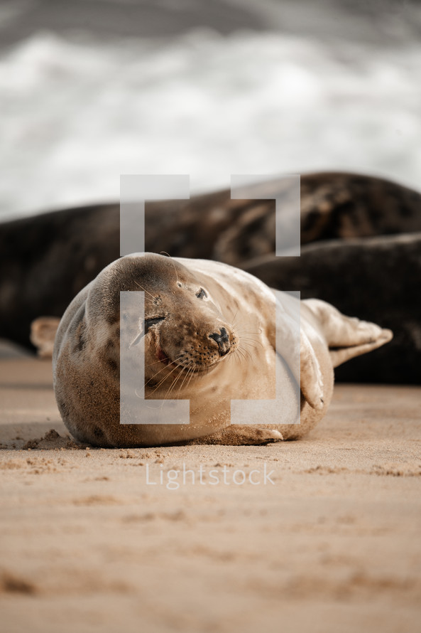 Young grey seal pup on a beach