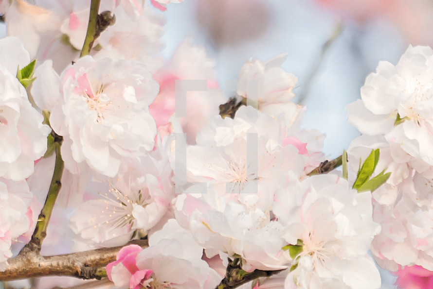 bright and soft pink and white flowering tree blossoms in springtime