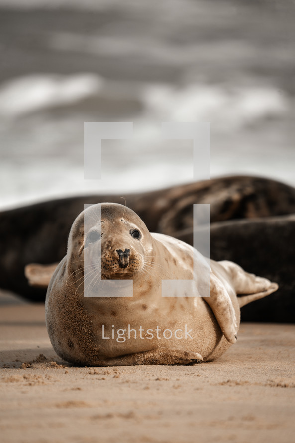 Young grey seal pup on a beach