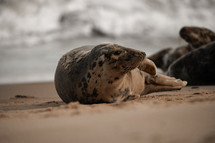 Young grey seal pup on a beach