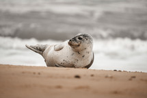 Young grey seal pup on a beach