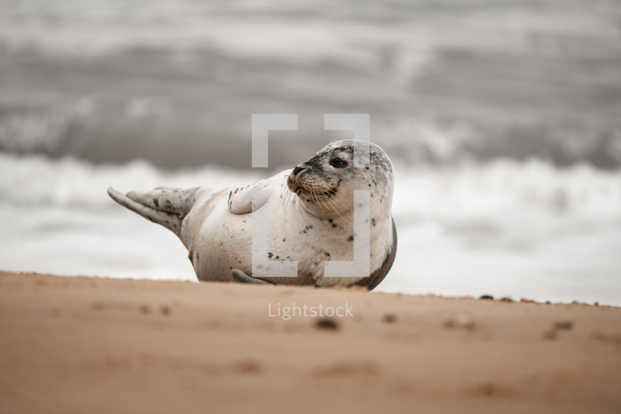 Young grey seal pup on a beach