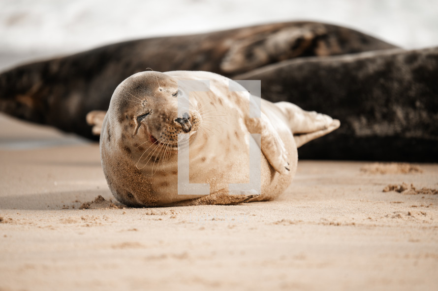 Young grey seal pup on a beach