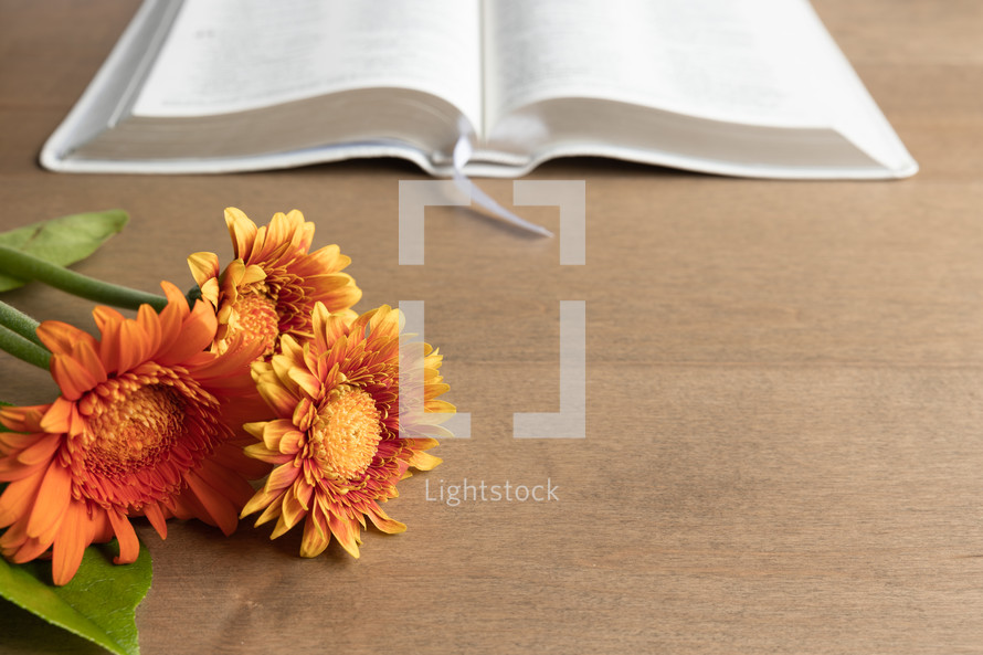 Bible, yellow and orange gerber daisies on a wood background for fall 