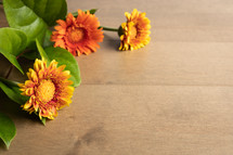 orange gerber daisies on a wood background 