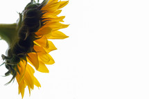 sunflowers against a white background 