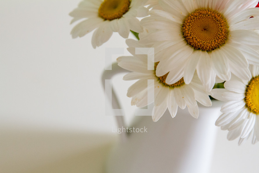 white daisies in a vase 