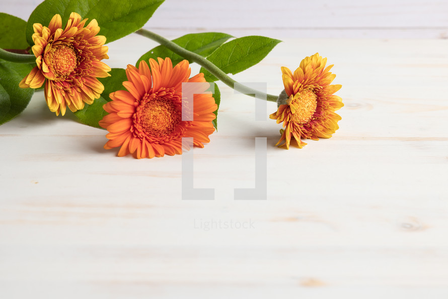 yellow and orange gerber daisies on a white background for fall 
