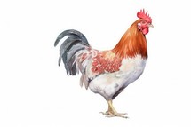 Roster Chicken Watercolor Painting