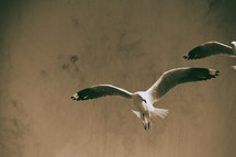 flying seagulls 