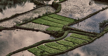 rice fields in Philippines 