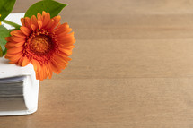 Bible, orange gerber daisies on a wood background for fall 