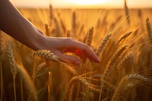 Hand Touching Wheat Field