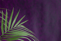 palm fronds on purple 