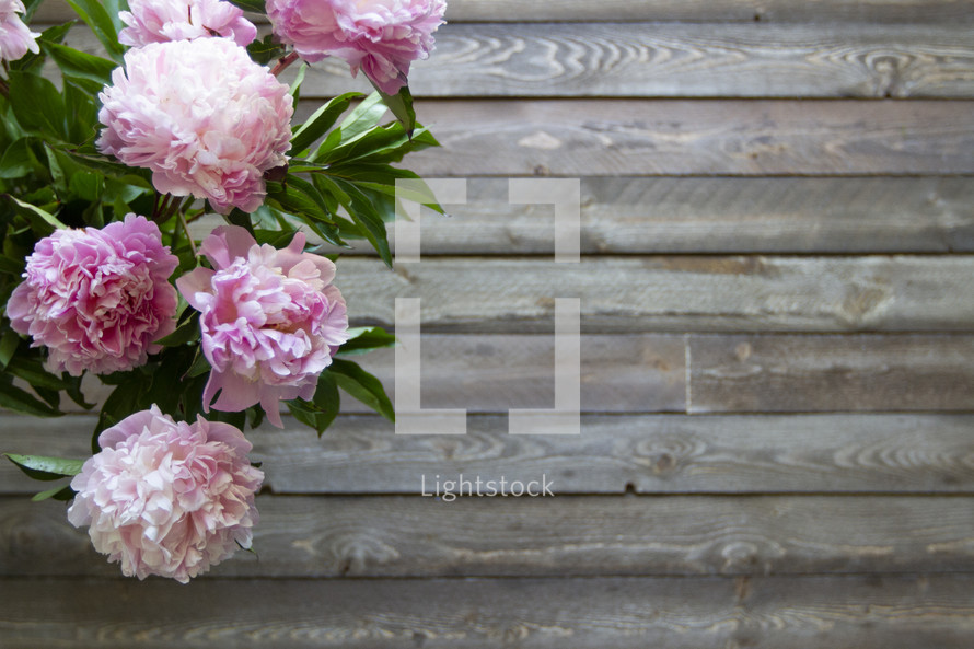 pink peonies on a wood background 