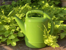 garden closeup - bright chartreuse watering can and sweet potato vines in sunshine