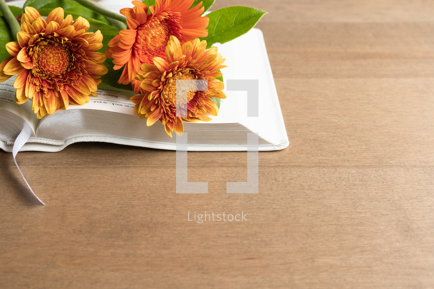 Bible, yellow and orange gerber daisies on a wood background for fall 