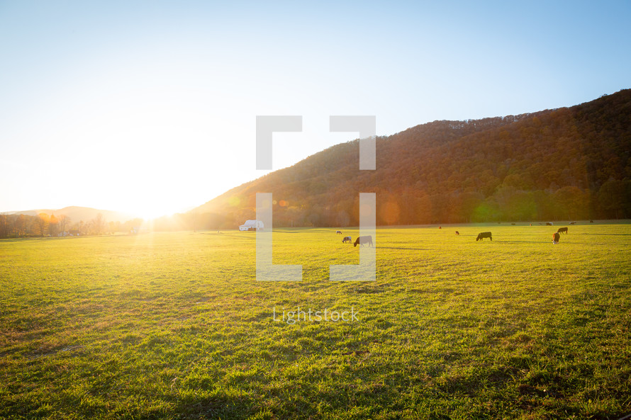 Sunlight on cows grazing in grass field pasture near mountains 