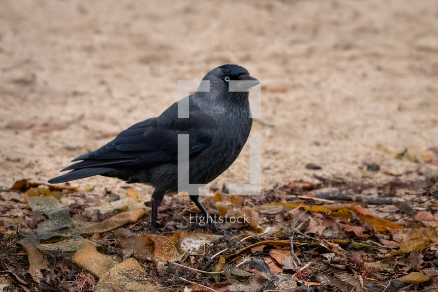 Jackdaw Bird on a Sandy and Seaweed Beach