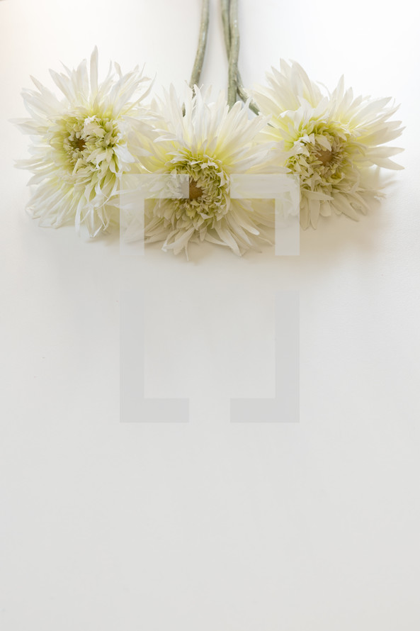 Three white flowers on a white background
