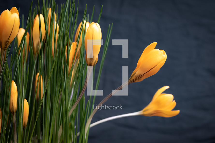 Yellow tulip flower buds opening with green leaves