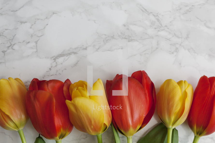 tulips on marble 