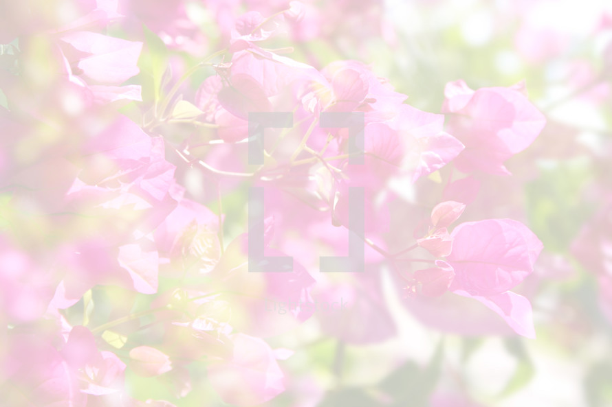 light and bright background with pink bougainvillea flowers