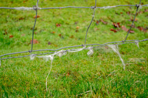 Sheep's Wool Caught on a Wire Fence
