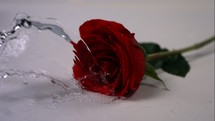 water splashing on a long stem red rose 