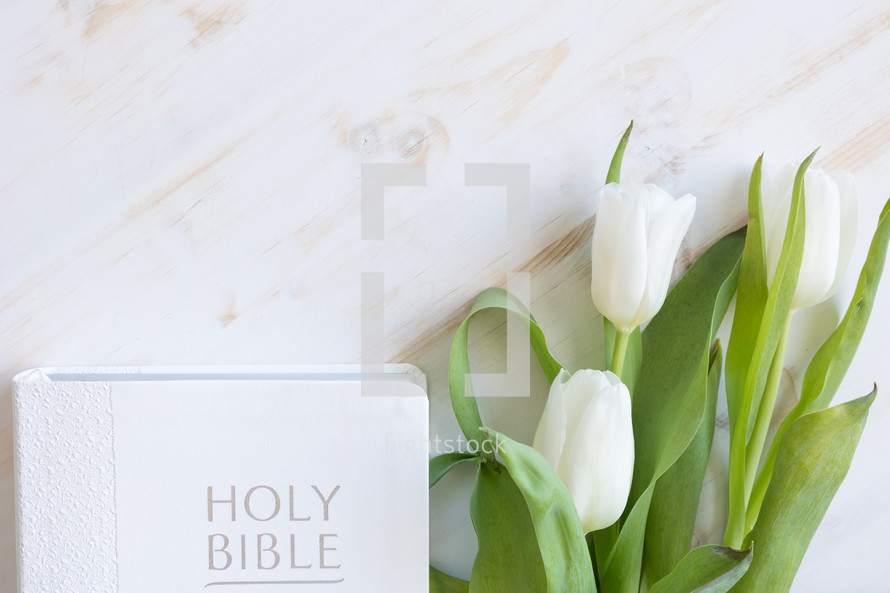 white tulips on a white wood background with Bible 