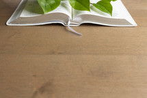 open BIble and green leaves on a wood background 