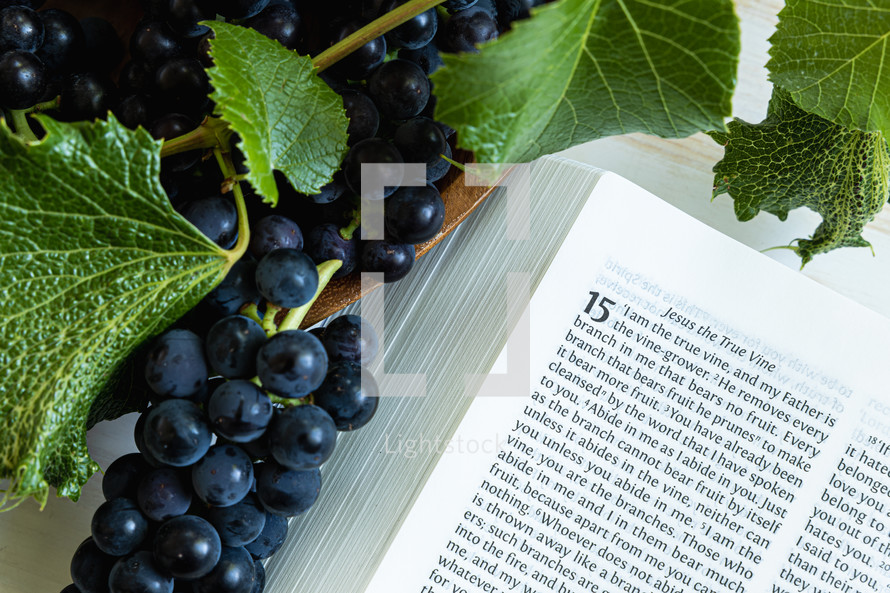 grapes and vine and John 15-1, 2