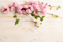 Branch with pink spring blossoms on a white background with copy space