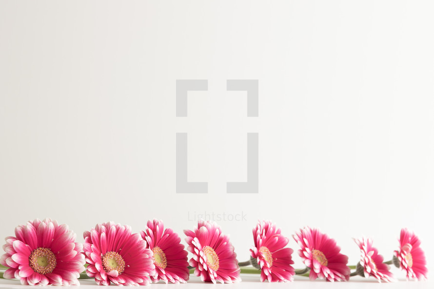 Border of pink gerbera daisy flowers on a white background