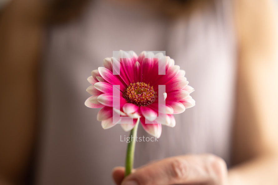 Woman holding one pink flower close up